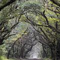 LIVE OAK ARCHWAY HORIZONTAL  3