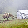 Old Weathered Wooden Barn in Morning Mist